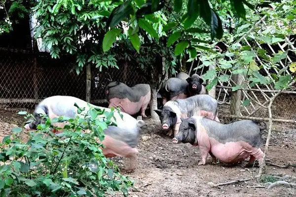 2020养殖业,养殖场除臭,养殖场臭味,生物除臭剂,