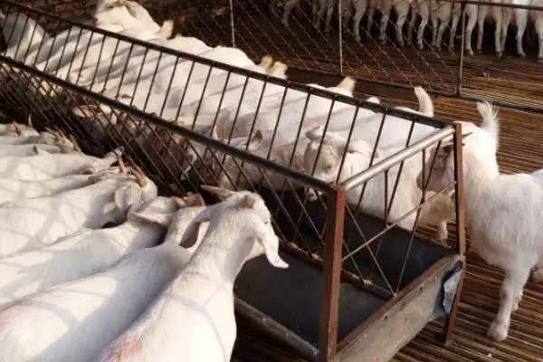 郑州养殖场,生物除臭剂,养殖业发展趋势,养殖场除臭,
