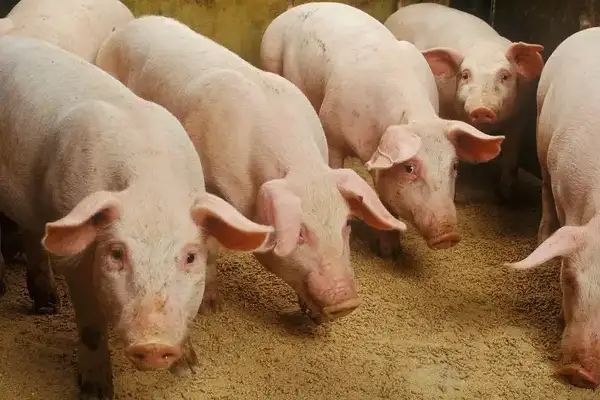生物除臭剂,养殖场除臭,2020养殖业发展,养殖场未来,