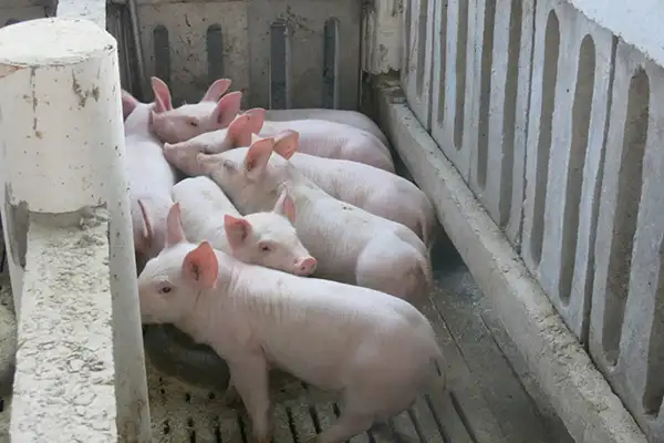 养殖场,生物除臭剂,养殖场臭气,环保部门,河南养殖场,2020养殖场除臭,