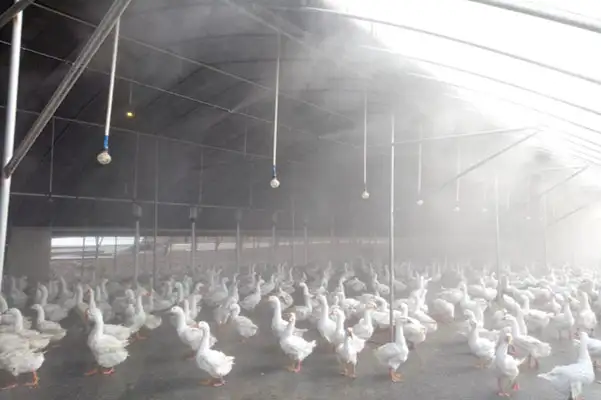 养殖场,冬季养殖,养殖场臭气,生物除臭剂,嵩安环保管家,养殖场保温,