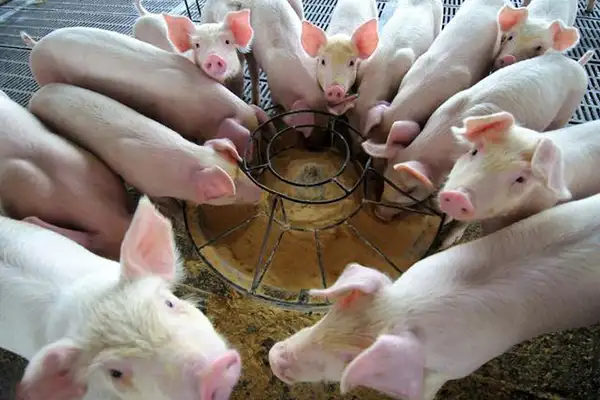 养殖场,养殖场臭气,嵩安环保,生物除臭剂,除臭剂效果,除臭剂使用范围