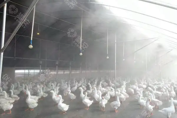 养殖场,养殖场臭气,生物除臭剂,嵩安环保,除臭剂效果